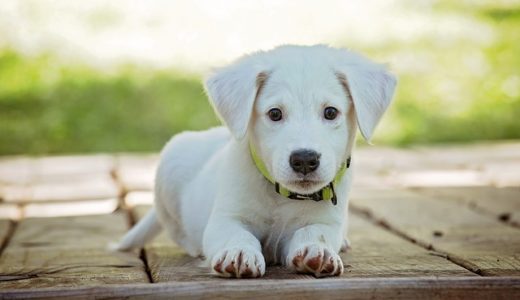 【韓国犬食】最大の「養犬場」解体‼︎犬の残虐極まりない殺し方の理由⁉︎