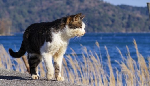 下のソーシャルリンクからフォロー