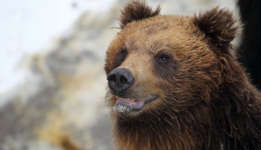 300キロ超の巨大ヒグマが牛を次々襲う‼︎前代未聞の事態が発生・標津町