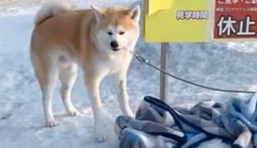 極寒の北海道で秋田犬を捨てる飼い主の一部始終が防犯カメラに。犬は寒さで体を震わせる。コロナ禍のペットブームで飼育放棄が急増