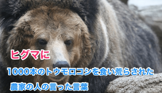 『深イイ話』ヒグマに1000本のトウモロコシを食い荒らされた農家の人が言った言葉‼️