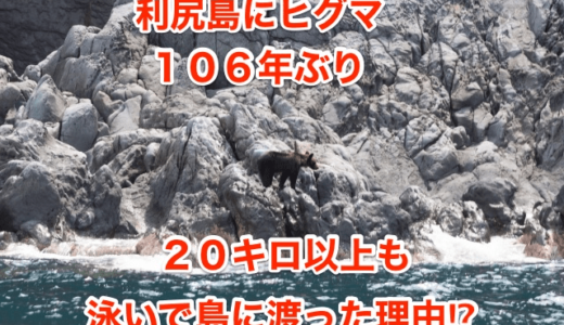 【利尻島にヒグマ】１０６年ぶり‼︎２０キロ以上も泳いで島に渡った理由⁉︎