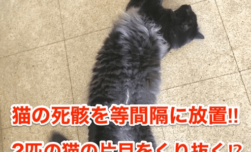 【釧路猫虐待】猫の死骸を等間隔に放置‼︎２匹の猫の片目をくり抜く⁉︎