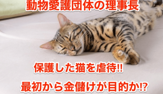 【動物愛護団体の理事長】保護した猫を虐待死‼︎最初から金儲けが目的か⁉︎